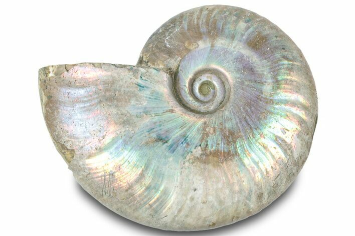 Silver Iridescent Ammonite (Cleoniceras) Fossil - Madagascar #317587